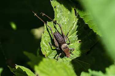 Pholidoptera griseoaptera