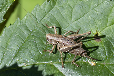 Pholidoptera griseoaptera