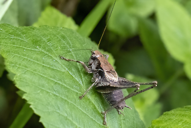 Pholidoptera griseoaptera