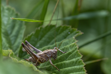 Pholidoptera griseoaptera