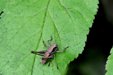 Pholidoptera griseoaptera