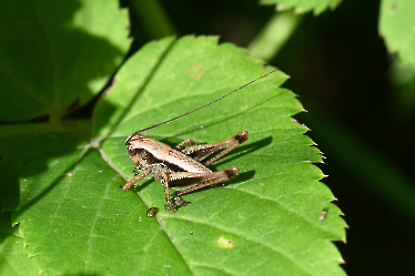 Pholidoptera griseoaptera