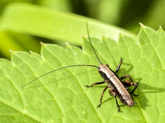 Pholidoptera griseoptera