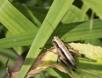 Pholidoptera griseoptera