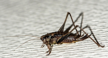 Pholidoptera griseoptera