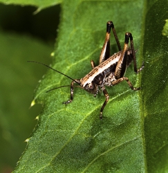 Pholidoptera griseoptera