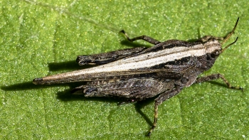 Pholidoptera griseoptera