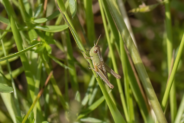 Pseudochorttipus parallelus