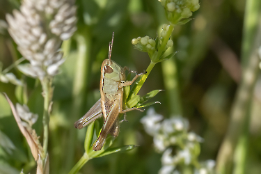 Pseudochorttipus parallelus