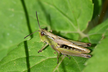 Pseudochorttipus parallelus