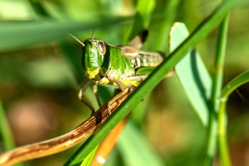 Pseudpchorthippus parallelus