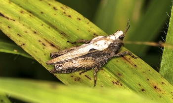 Tetrix subulata