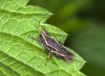 Tetrix subulata