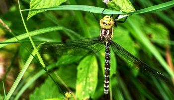 Aeshna cyanea