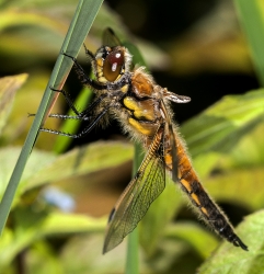 Brachytron pratense