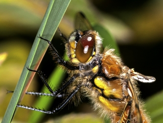 Brachytron pratense