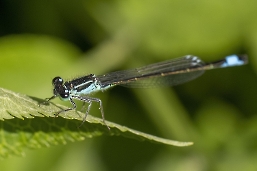 Coenagrion armatum