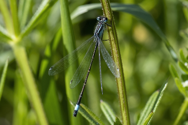 Coenagrion armatum