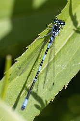 Coenagrion hastulatum