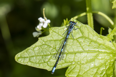 Coenagrion hastulatum