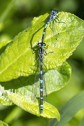 Coenagrion puella