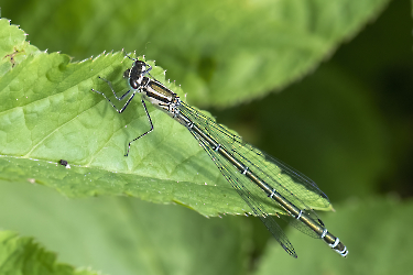 Coenagrion pulchellum