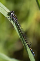 Coenagrion pulchellum