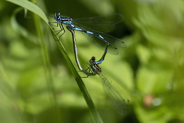 Enallagma cyathigerum