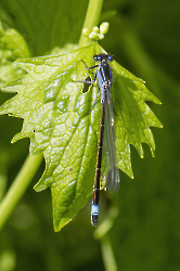 Ischnura elegans