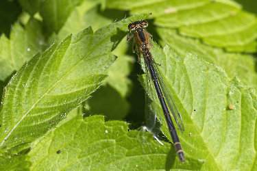 Ischnura elegans