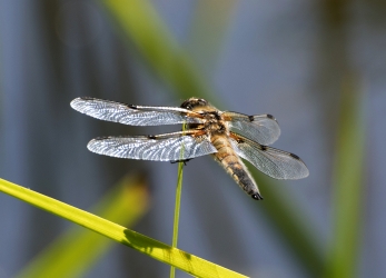 Libellula quardrimaculata