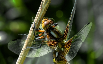 Libellula depressa