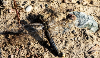 Libellula depressa