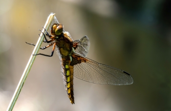 Libellula depressa