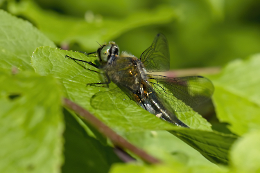 Libellula quadrimaculata