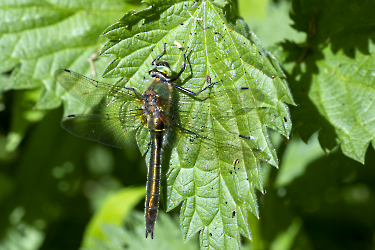 Libellula quadrimaculata