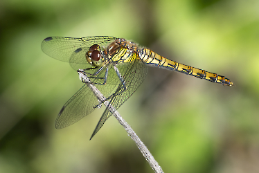 Suympetrum striolatum