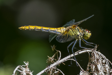 Suympetrum striolatum