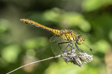 Suympetrum striolatum