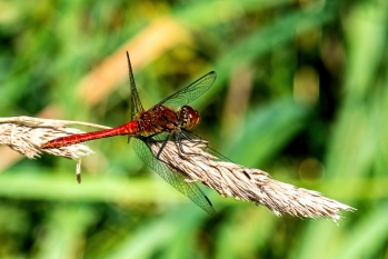 Sympetrum sanguineum