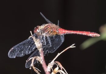 Sympetrum sanguineum