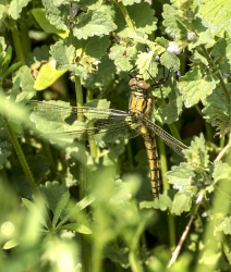 Sympetrum sanguineum