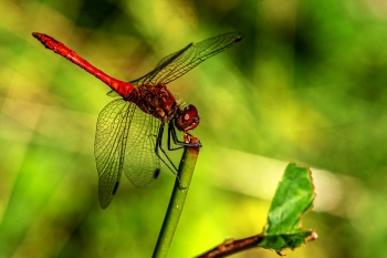 Sympetrum sanguineum