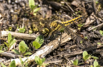 Sympetrum sanguineum