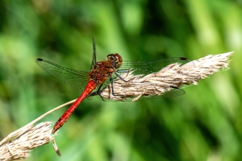 Sympetrum sanguineum