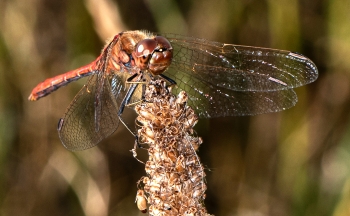 Sympetrum sanguineum