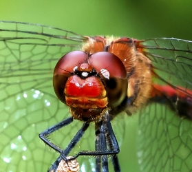 Sympetrum sanguineum