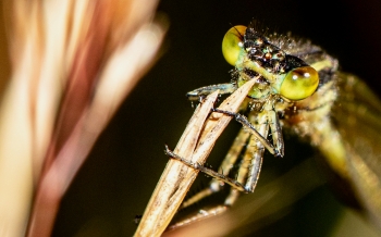 Sympetrum vulgatum