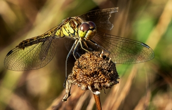 Sympetrum vulgatum