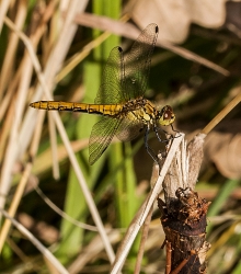 Sympetrum vulgatum